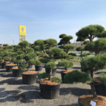 Tvarovan&eacute; stromy Impeka 2017 - 04