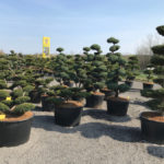 Tvarovan&eacute; stromy Impeka 2017 - 05