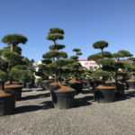 Tvarovan&eacute; stromy Impeka 2017 - 06