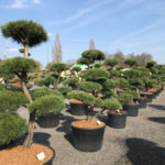 Tvarovan&eacute; stromy Impeka 2017 - 07