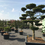 Tvarovan&eacute; stromy Impeka 2017 - 08