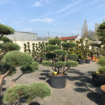 Tvarovan&eacute; stromy Impeka 2017 - 09