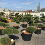 Tvarovan&eacute; stromy Impeka 2017 - 10