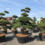 Tvarovan&eacute; stromy Impeka 2017 - 12