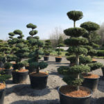 Tvarovan&eacute; stromy Impeka 2017 - 13