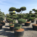 Tvarovan&eacute; stromy Impeka 2017 - 14