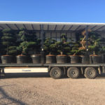 Tvarovan&eacute; stromy Impeka 2017 - 15