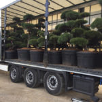 Tvarovan&eacute; stromy Impeka 2017 - 16