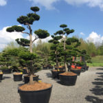 Tvarovan&eacute; stromy Impeka 2017 - 17