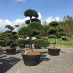 Tvarovan&eacute; stromy Impeka 2017 - 18