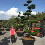 Tvarovan&eacute; stromy Impeka 2017 - 19