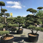 Tvarovan&eacute; stromy Impeka 2017 - 21