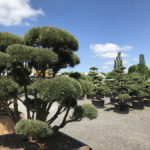 Tvarovan&eacute; stromy Impeka 2017 - 22