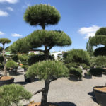 Tvarovan&eacute; stromy Impeka 2017 - 24