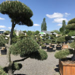 Tvarovan&eacute; stromy Impeka 2017 - 25