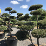 Tvarovan&eacute; stromy Impeka 2017 - 26