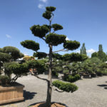 Tvarovan&eacute; stromy Impeka 2017 - 27