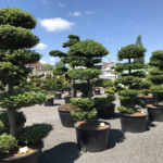 Tvarovan&eacute; stromy Impeka 2017 - 28