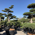 Tvarovan&eacute; stromy Impeka 2018 - 01