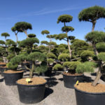 Tvarovan&eacute; stromy Impeka 2018 - 02