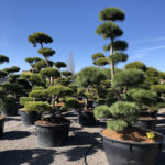 Tvarovan&eacute; stromy Impeka 2018 - 03