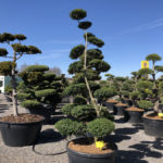 Tvarovan&eacute; stromy Impeka 2018 - 04