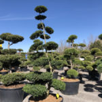 Tvarovan&eacute; stromy Impeka 2018 - 05