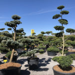 Tvarovan&eacute; stromy Impeka 2018 - 06