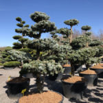 Tvarovan&eacute; stromy Impeka 2018 - 07