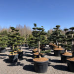 Tvarovan&eacute; stromy Impeka 2018 - 08