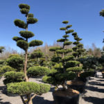 Tvarovan&eacute; stromy Impeka 2018 - 09