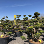 Tvarovan&eacute; stromy Impeka 2018 - 10