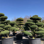 Tvarovan&eacute; stromy Impeka 2018 - 11