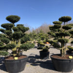 Tvarovan&eacute; stromy Impeka 2018 - 13