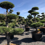 Tvarovan&eacute; stromy Impeka 2018 - 14