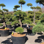 Tvarovan&eacute; stromy Impeka 2018 - 15