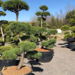 Tvarovan&eacute; stromy Impeka 2018 - 16