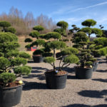 Tvarovan&eacute; stromy Impeka 2018 - 17