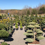 Tvarovan&eacute; stromy Impeka 2018 - 18