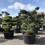 Tvarovan&eacute; stromy Impeka 2018 - 19