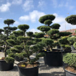 Tvarovan&eacute; stromy Impeka 2018 - 20