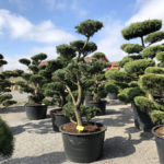 Tvarovan&eacute; stromy Impeka 2018 - 21