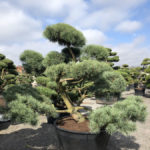 Tvarovan&eacute; stromy Impeka 2018 - 22