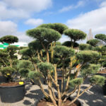 Tvarovan&eacute; stromy Impeka 2018 - 23