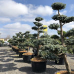 Tvarovan&eacute; stromy Impeka 2018 - 24