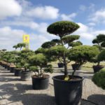 Tvarovan&eacute; stromy Impeka 2018 - 25