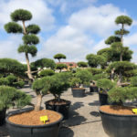 Tvarovan&eacute; stromy Impeka 2018 - 26