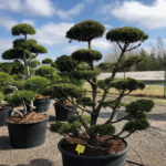 Tvarovan&eacute; stromy Impeka 2018 - 27