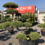 Tvarovan&eacute; stromy Impeka 2018 - 28