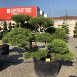 Tvarovan&eacute; stromy Impeka 2018 - 29